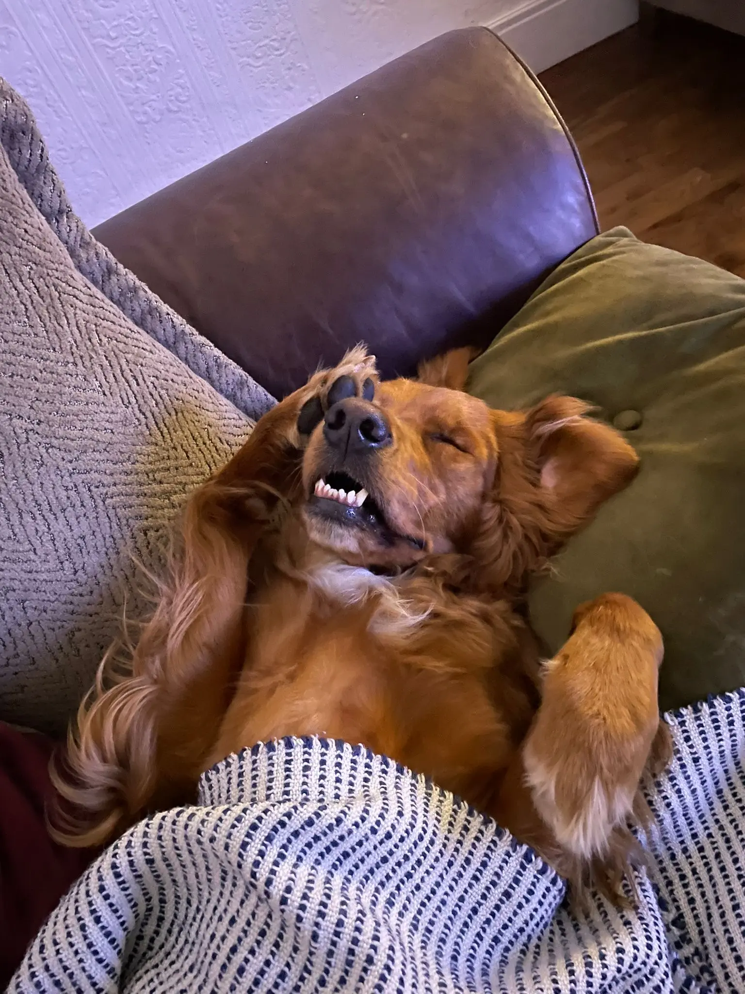 Dave taking a well-deserved nap after a long day