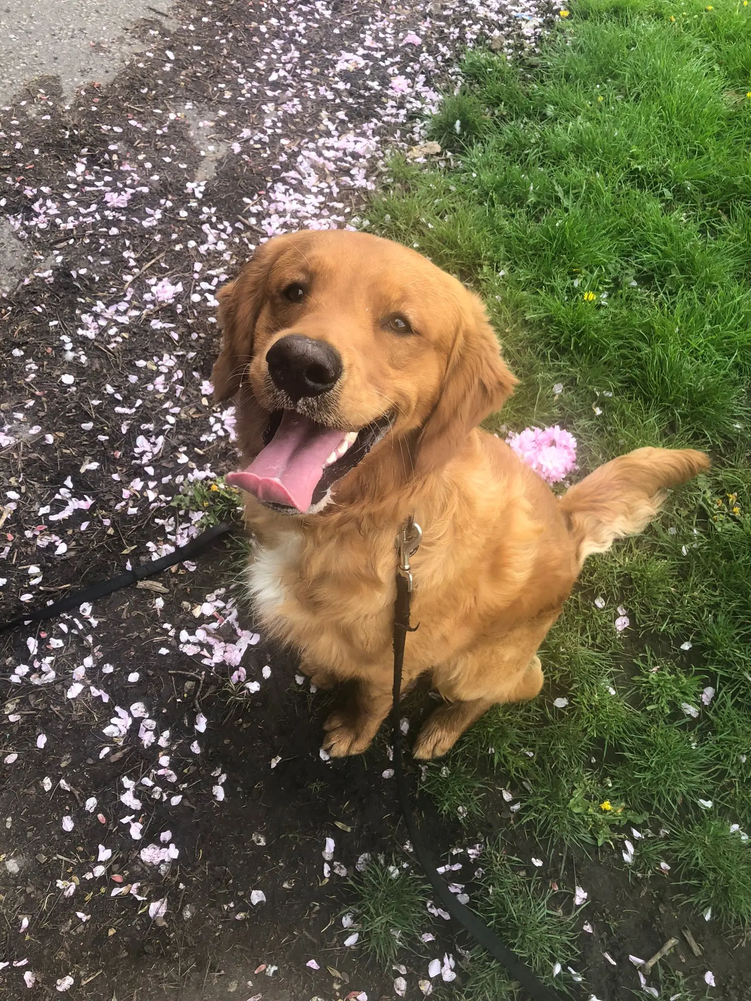 Dave on a wellness walk in the park